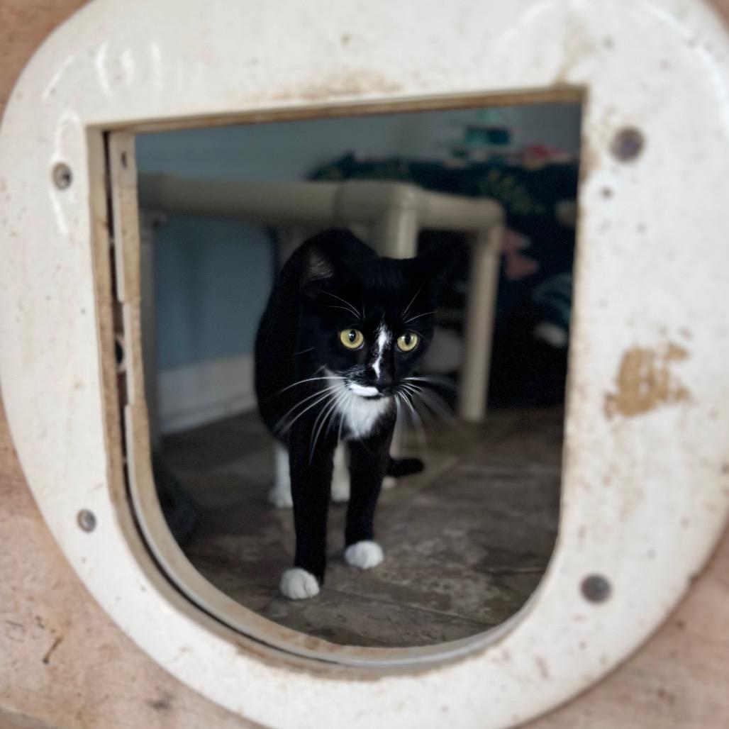 Enlarge Milky Way, a Adoptable Domestic Short Hair in Brownsboro, AL image 2/6