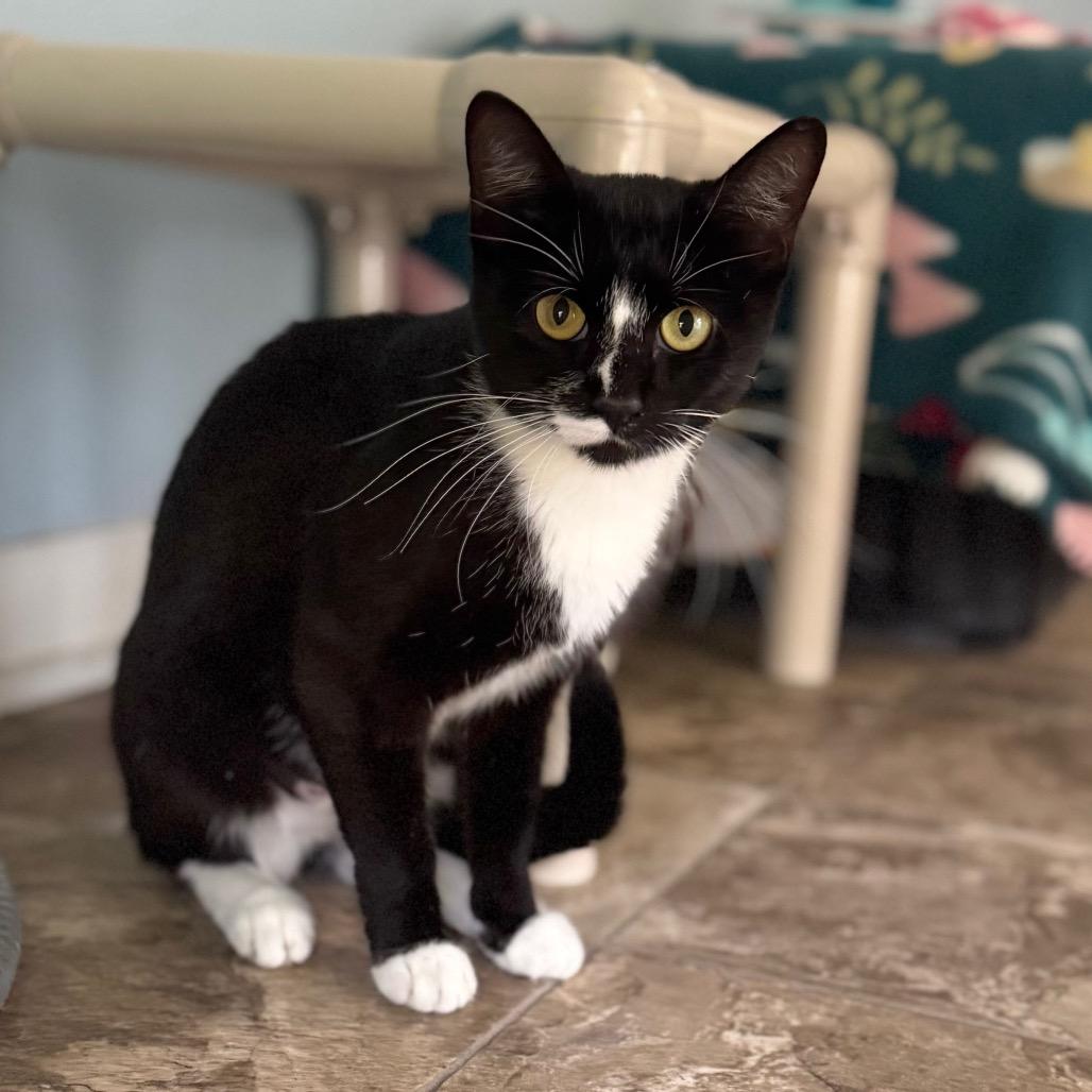 Enlarge Milky Way, a Adoptable Domestic Short Hair in Brownsboro, AL image 4/6