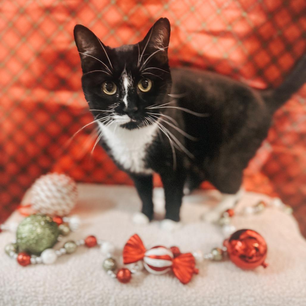 Enlarge Milky Way, a Adoptable Domestic Short Hair in Brownsboro, AL image 6/6