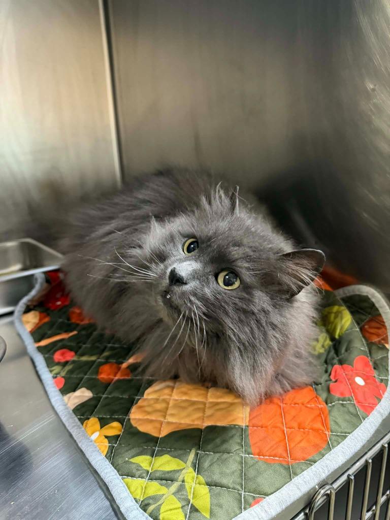 Remi, Adoptable, Young Female Domestic Long Hair.