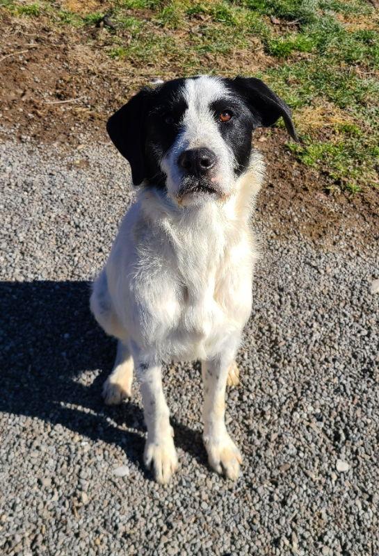 Ziggy, Adoptable, Adult Male Terrier & Border Collie.
