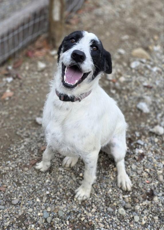 Ziggy, a Adoptable mixed breed in Woodsfield, OH image 2/3