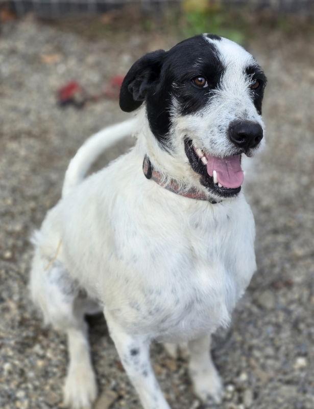 Ziggy, a Adoptable mixed breed in Woodsfield, OH image 3/3