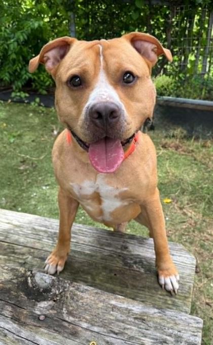 Enlarge Zeus, a ADOPTABLE mixed breed in Inverness, FL image 3/3