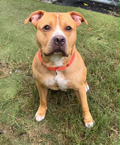 Enlarge Zeus, a ADOPTABLE mixed breed in Inverness, FL image 1/3