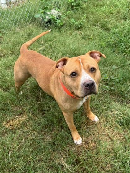 Enlarge Zeus, a ADOPTABLE mixed breed in Inverness, FL image 2/3