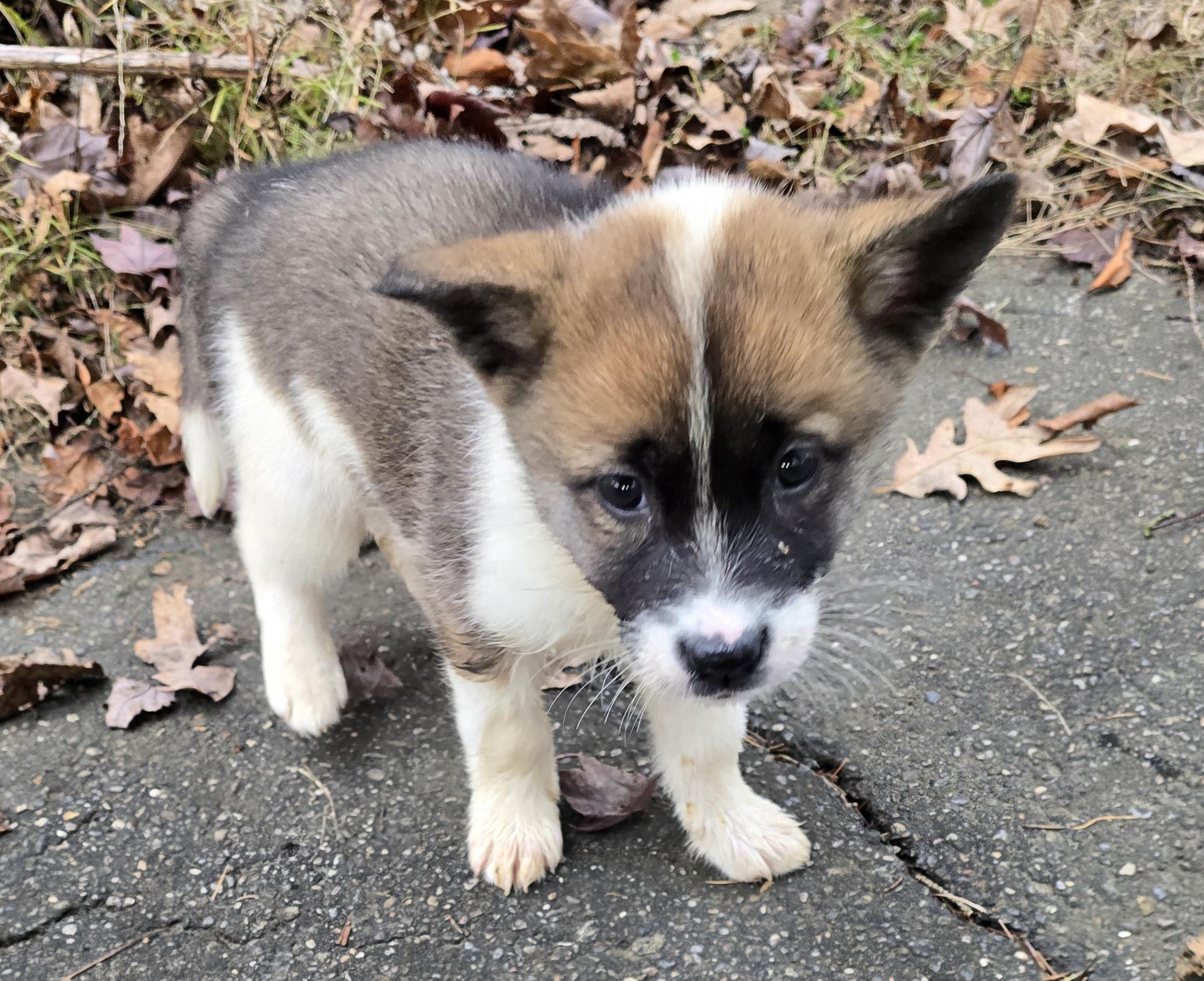 Enlarge Hadlie, an adopted mixed breed in Elizabeth, PA image 1/5