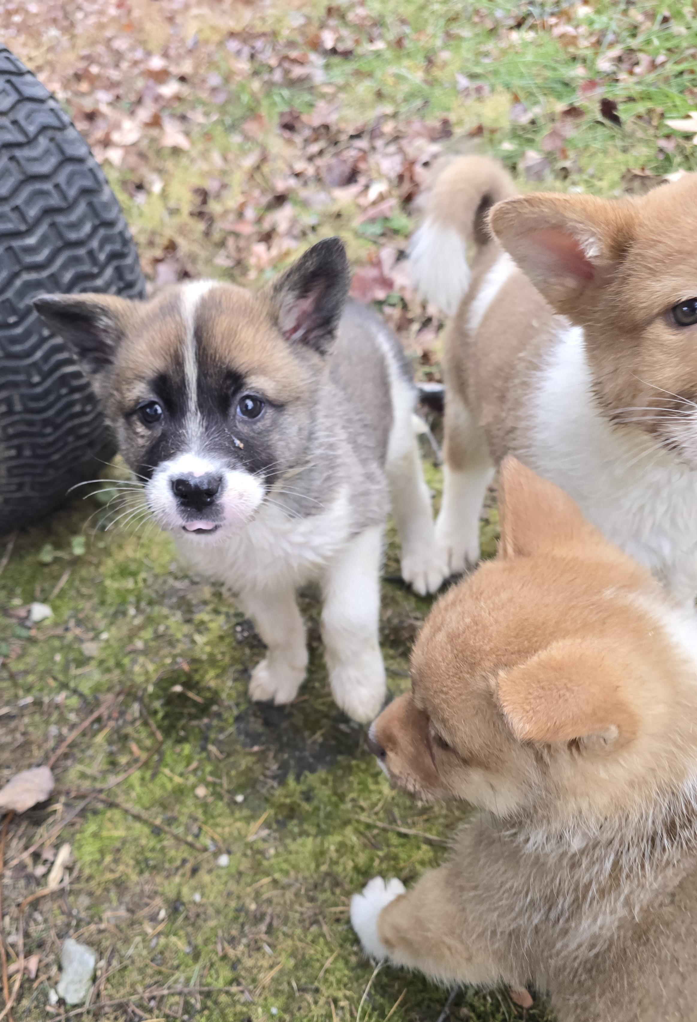 Enlarge Hadlie, an adopted mixed breed in Elizabeth, PA image 2/5