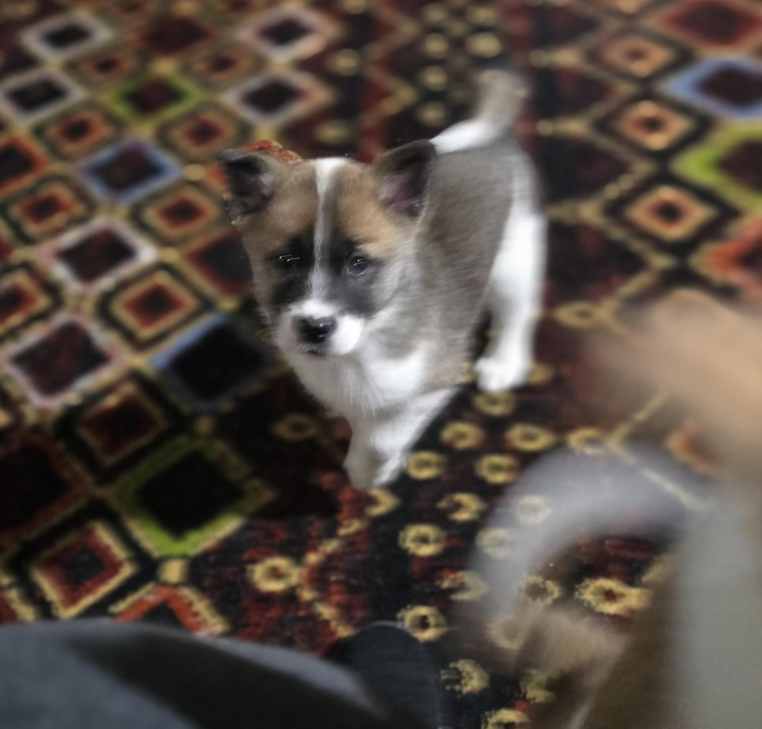 Enlarge Hadlie, an adopted mixed breed in Elizabeth, PA image 3/5