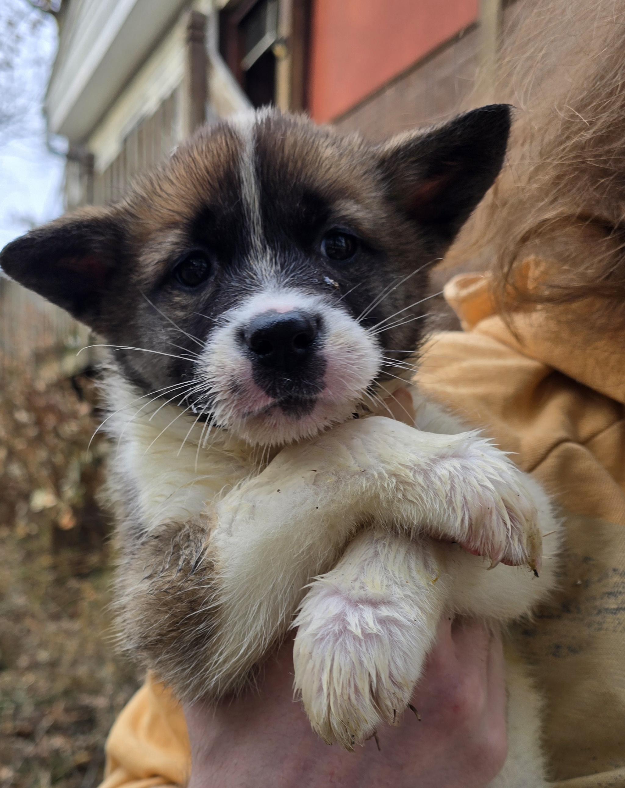 Enlarge Hadlie, an adopted mixed breed in Elizabeth, PA image 4/5
