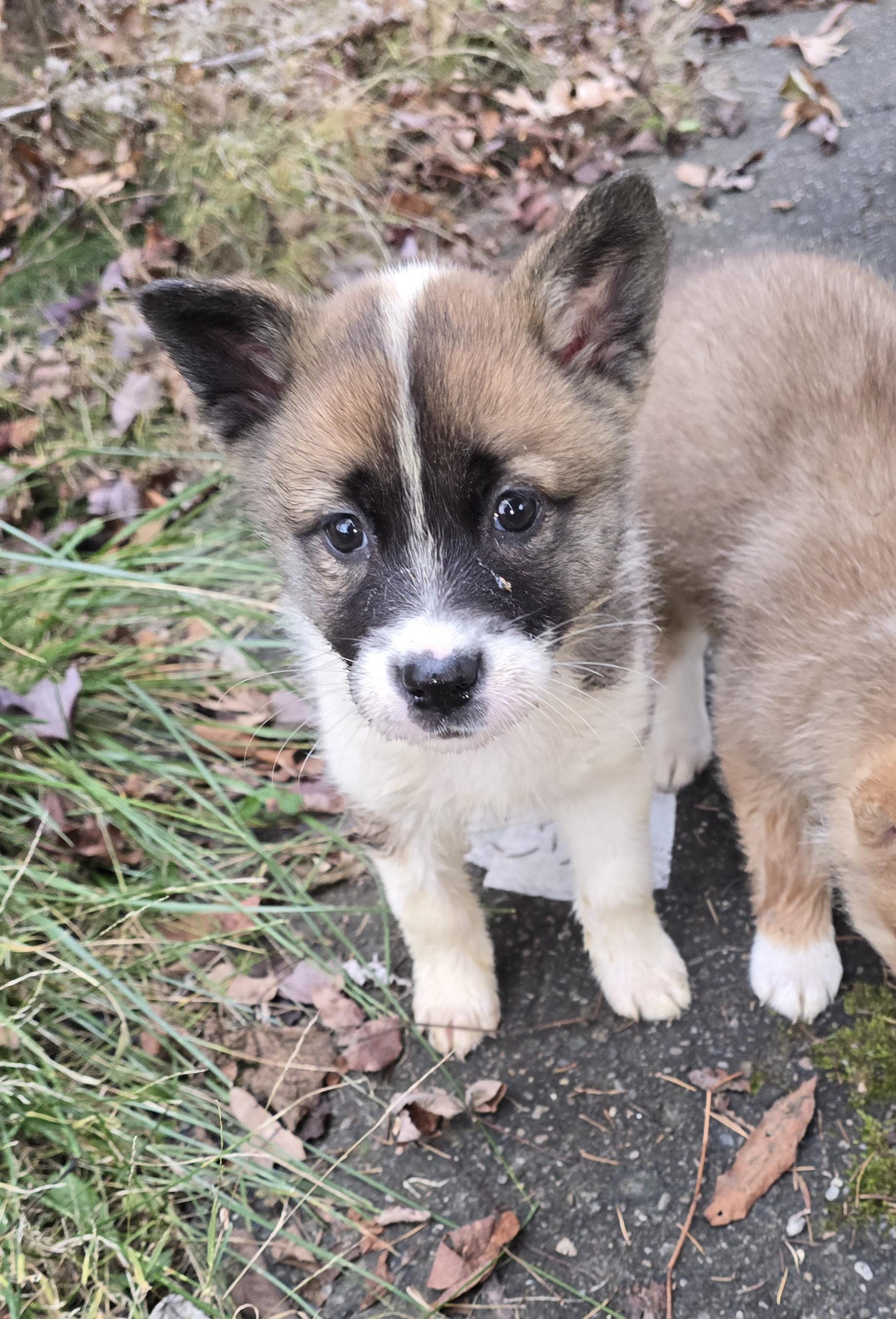Enlarge Hadlie, an adopted mixed breed in Elizabeth, PA image 5/5