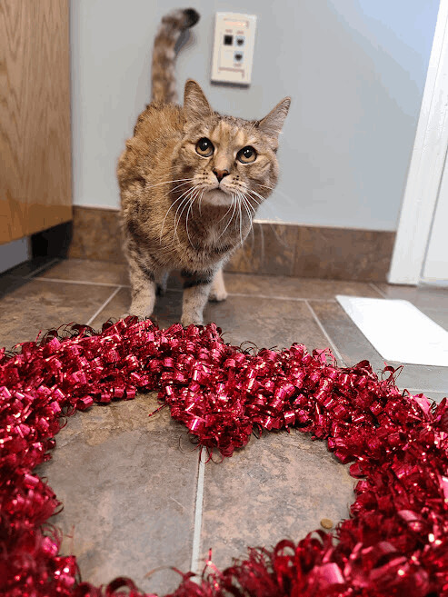 Josie (Diabetic), a Adoptable Domestic Short Hair in Florenceville, NB image 1/8