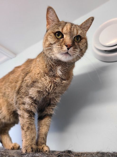 Josie (Diabetic), a Adoptable Domestic Short Hair in Florenceville, NB image 2/8