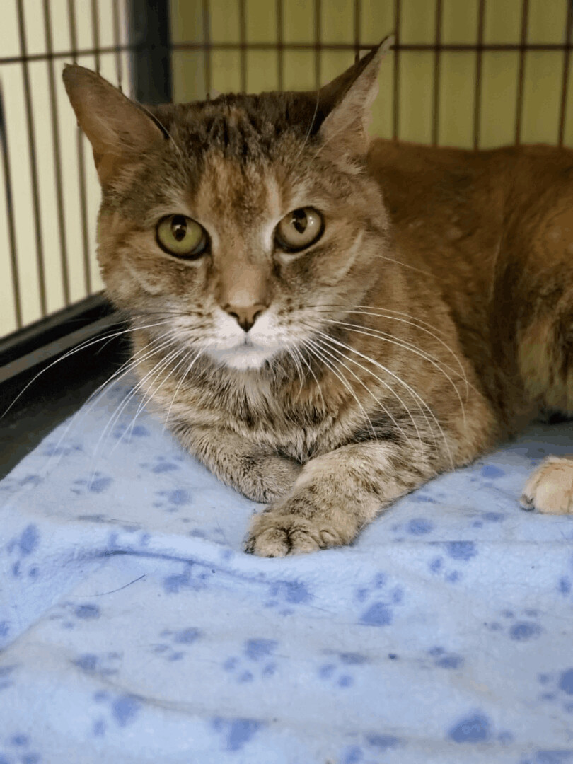 Josie (Diabetic), a Adoptable Domestic Short Hair in Florenceville, NB image 3/8