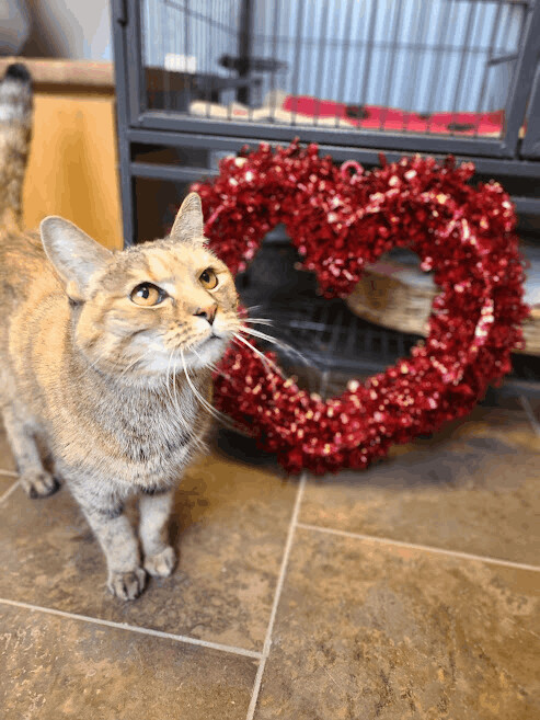 Josie (Diabetic), a Adoptable Domestic Short Hair in Florenceville, NB image 4/8