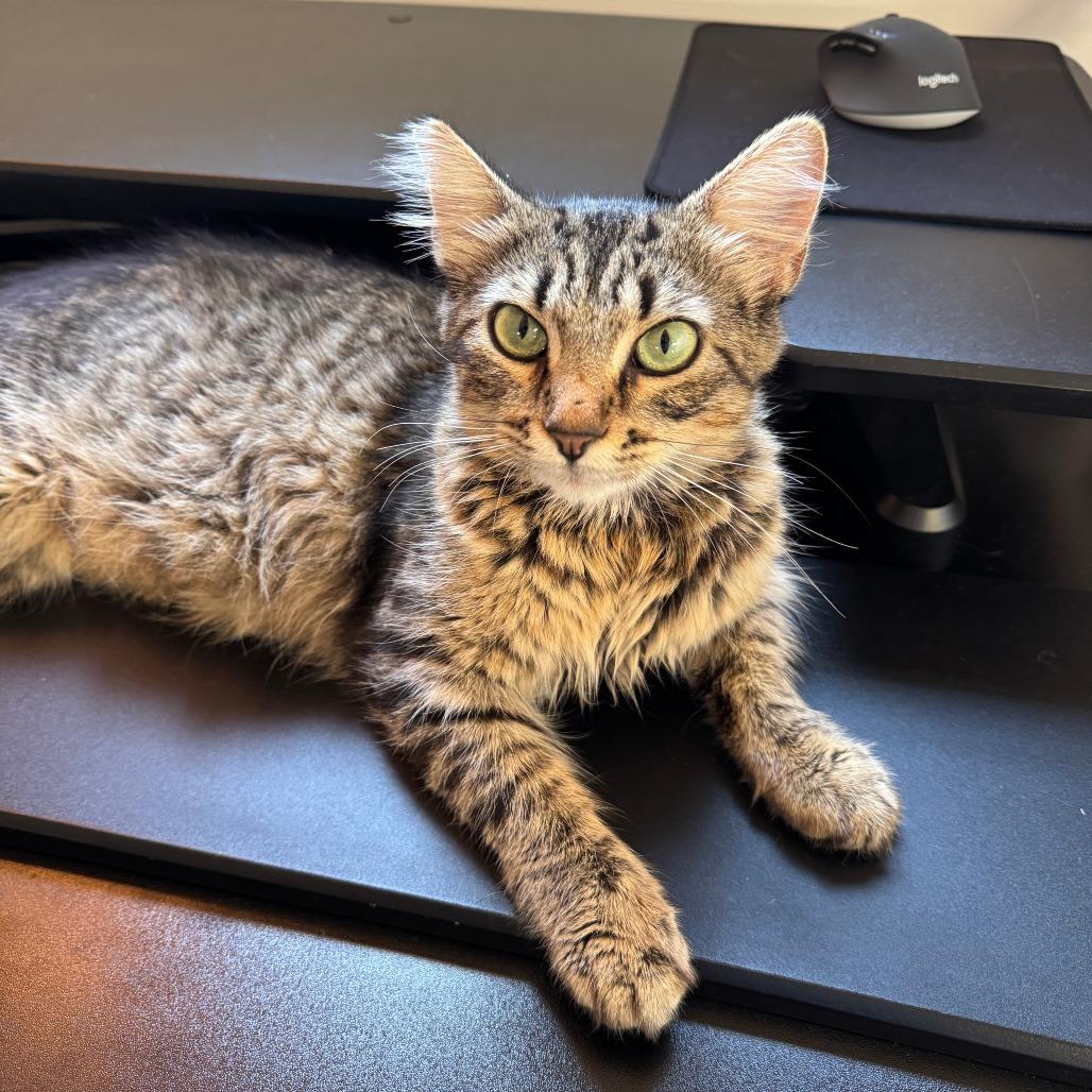 Shindig, Adoptable, Young Female Domestic Short Hair.