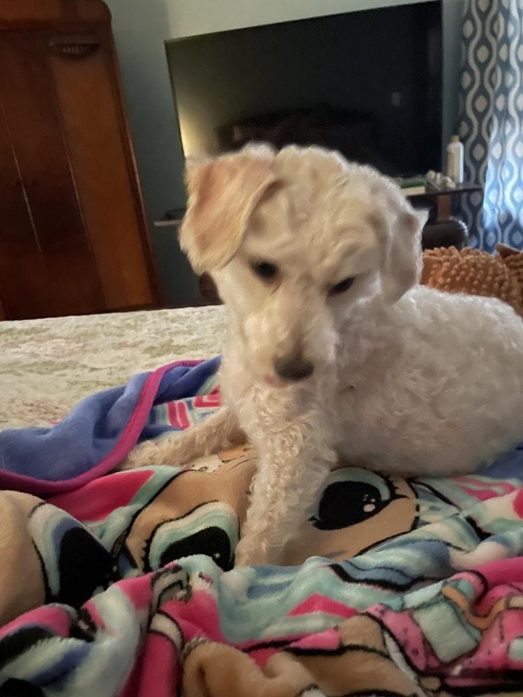 Finn, Adoptable, Young Male Poodle.