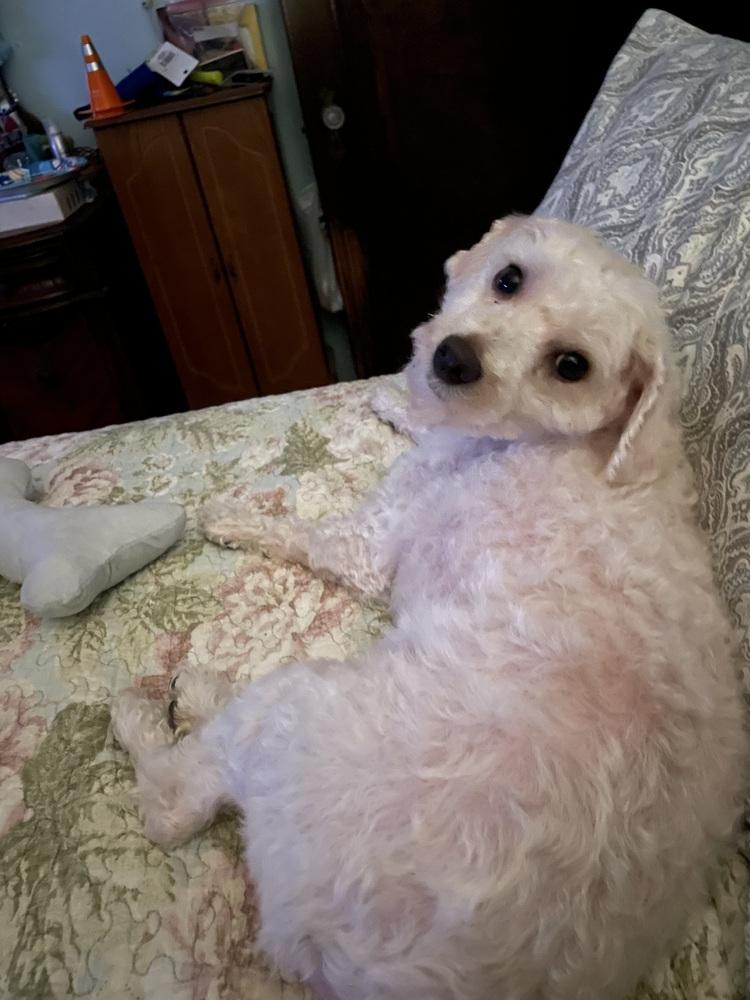 Enlarge Finn, a Adoptable Poodle in Jefferson Hills, PA image 2/3