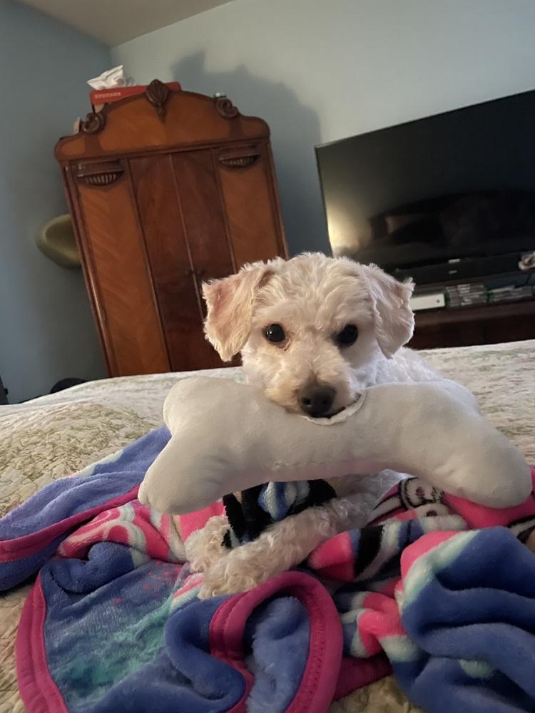 Enlarge Finn, a Adoptable Poodle in Jefferson Hills, PA image 3/3