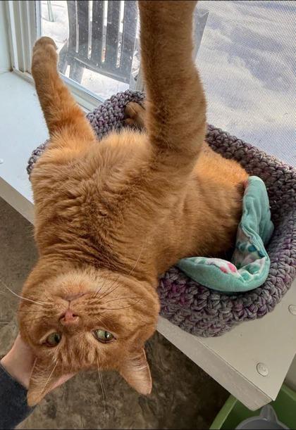 Enlarge Abel, a Adoptable Domestic Short Hair in Belleville, MI image 1/2