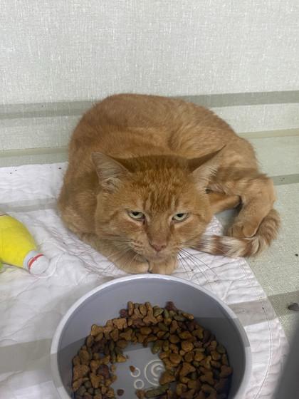 Enlarge Abel, a Adoptable Domestic Short Hair in Belleville, MI image 2/2