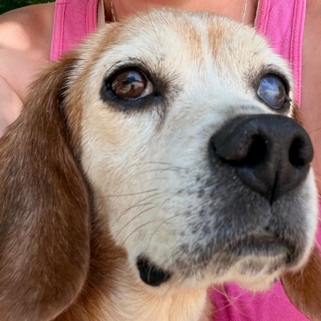 Queenie, a Adoptable Beagle in Saluda, VA image 1/5