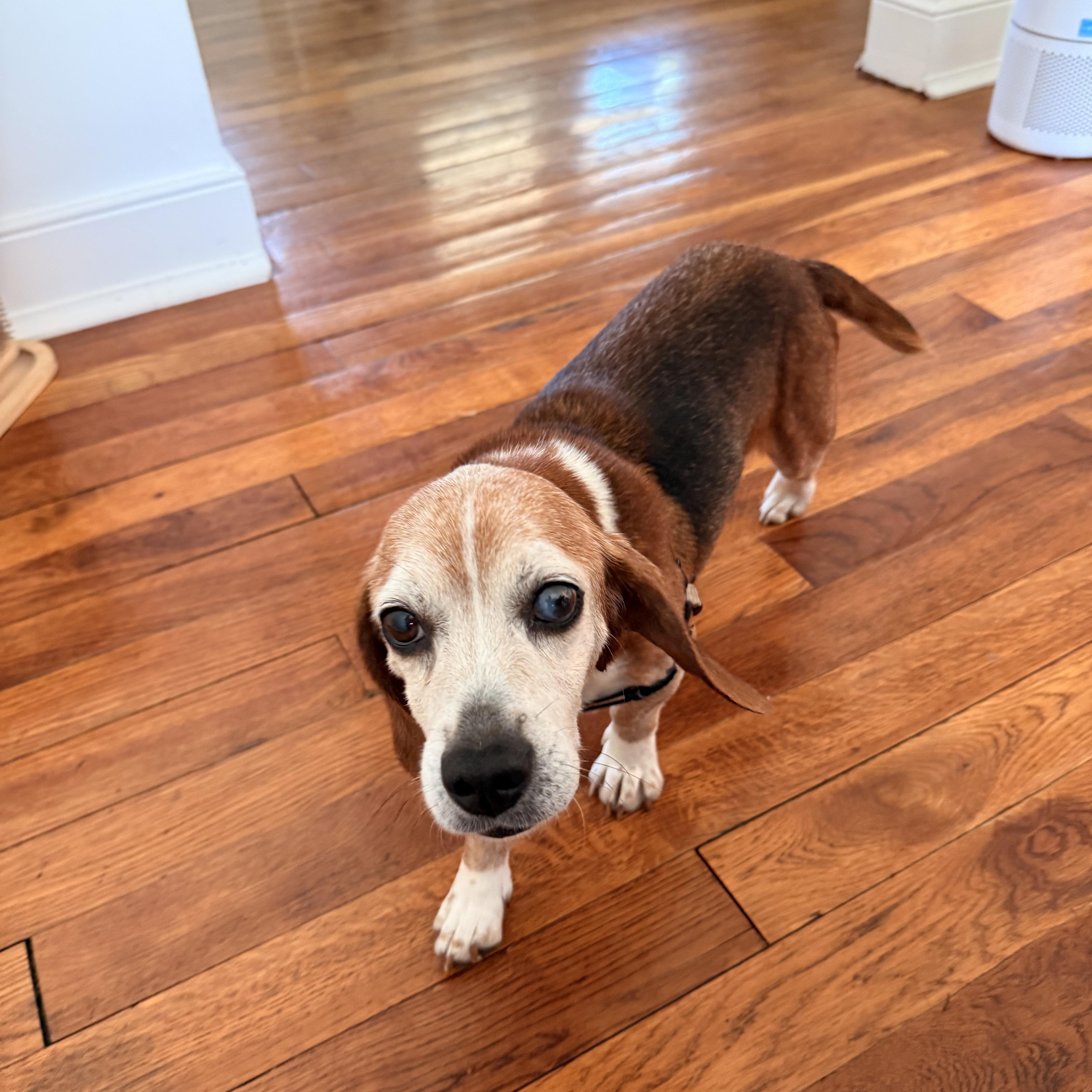 Queenie, a Adoptable Beagle in Saluda, VA image 5/5
