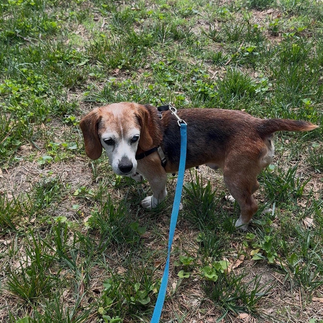 Queenie, a Adoptable Beagle in Saluda, VA image 2/5