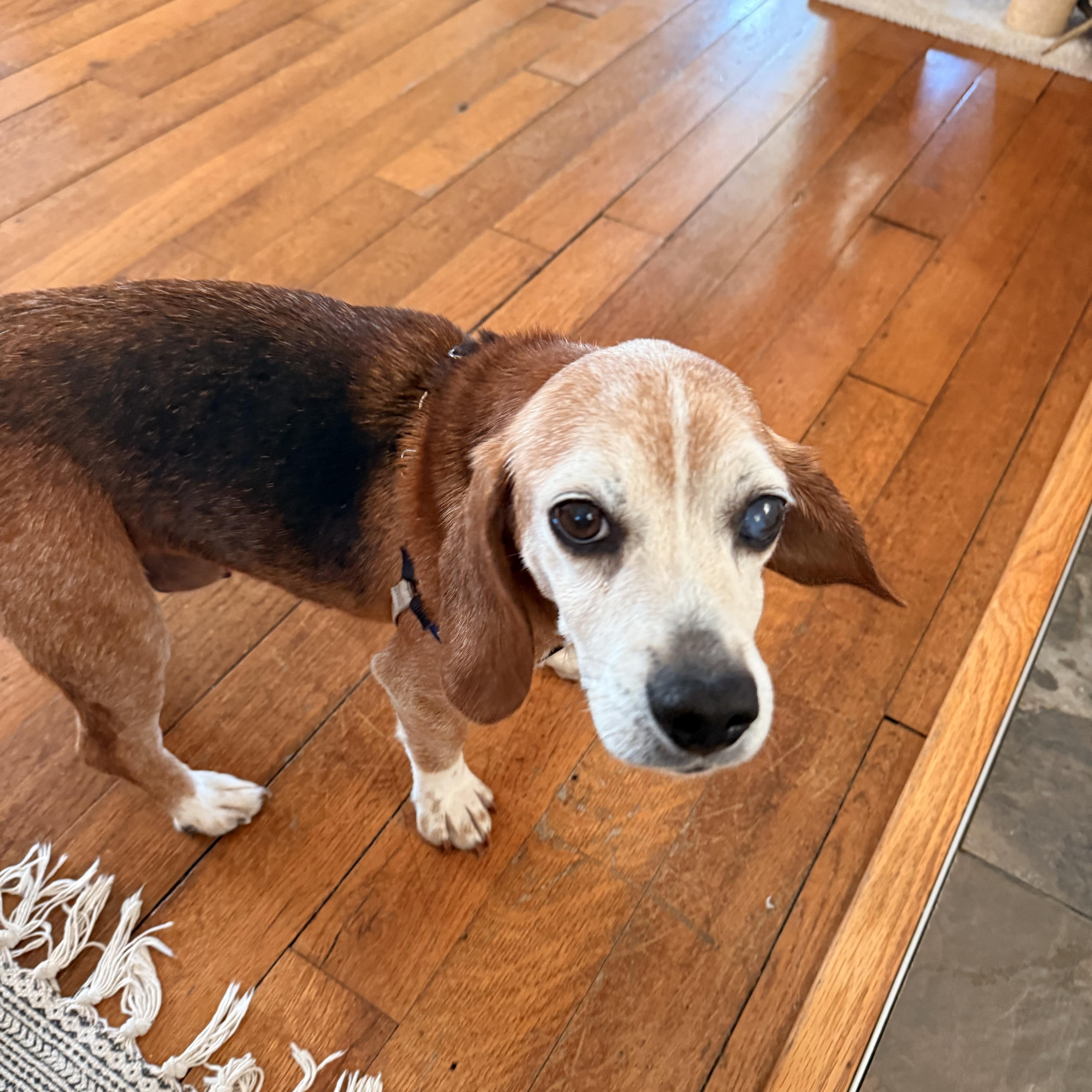 Queenie, a Adoptable Beagle in Saluda, VA image 4/5