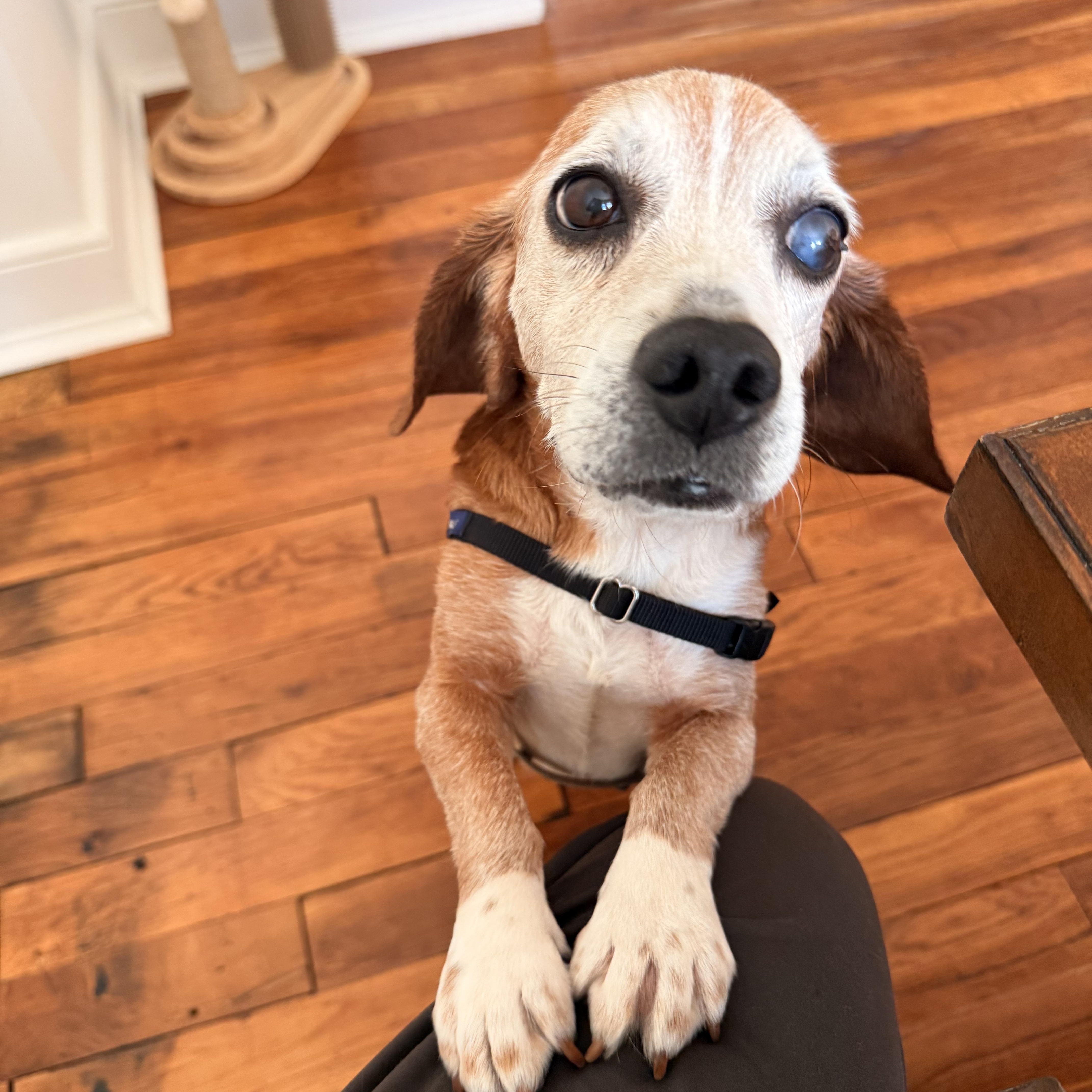 Queenie, a Adoptable Beagle in Saluda, VA image 3/5