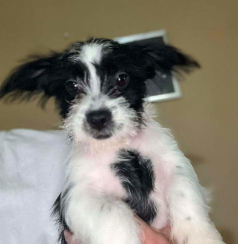 Max, ADOPTABLE, Puppy Male Rat Terrier & Shih Tzu.