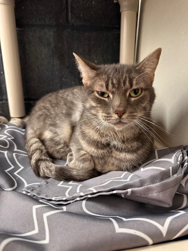 Phillip, Adoptable, Adult Male Domestic Short Hair.