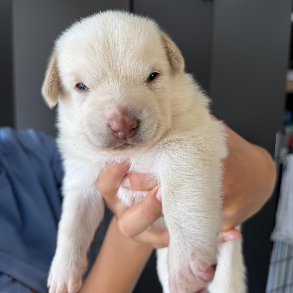 Kylie, Adoptable, Puppy Female Yellow Labrador Retriever.
