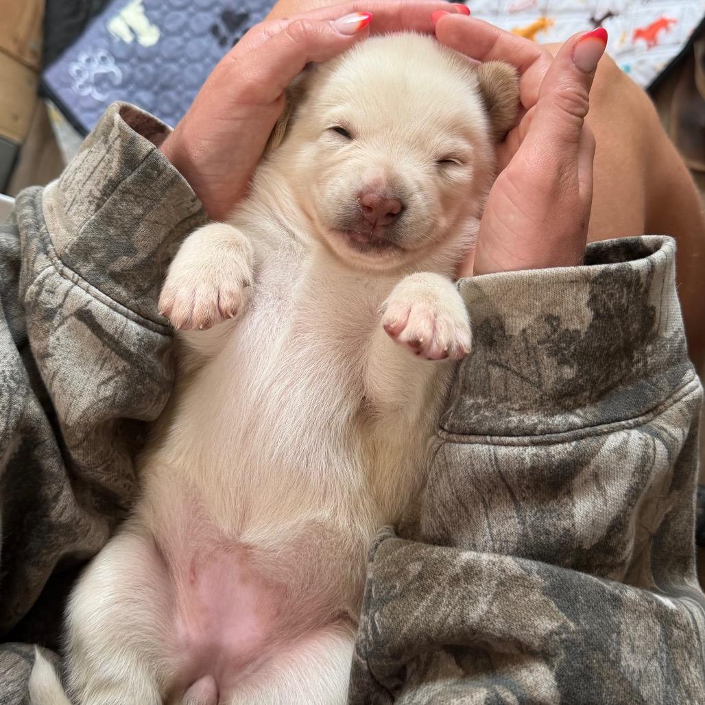 Enlarge Kylie, a Adoptable Yellow Labrador Retriever in Oceanside, CA image 2/6