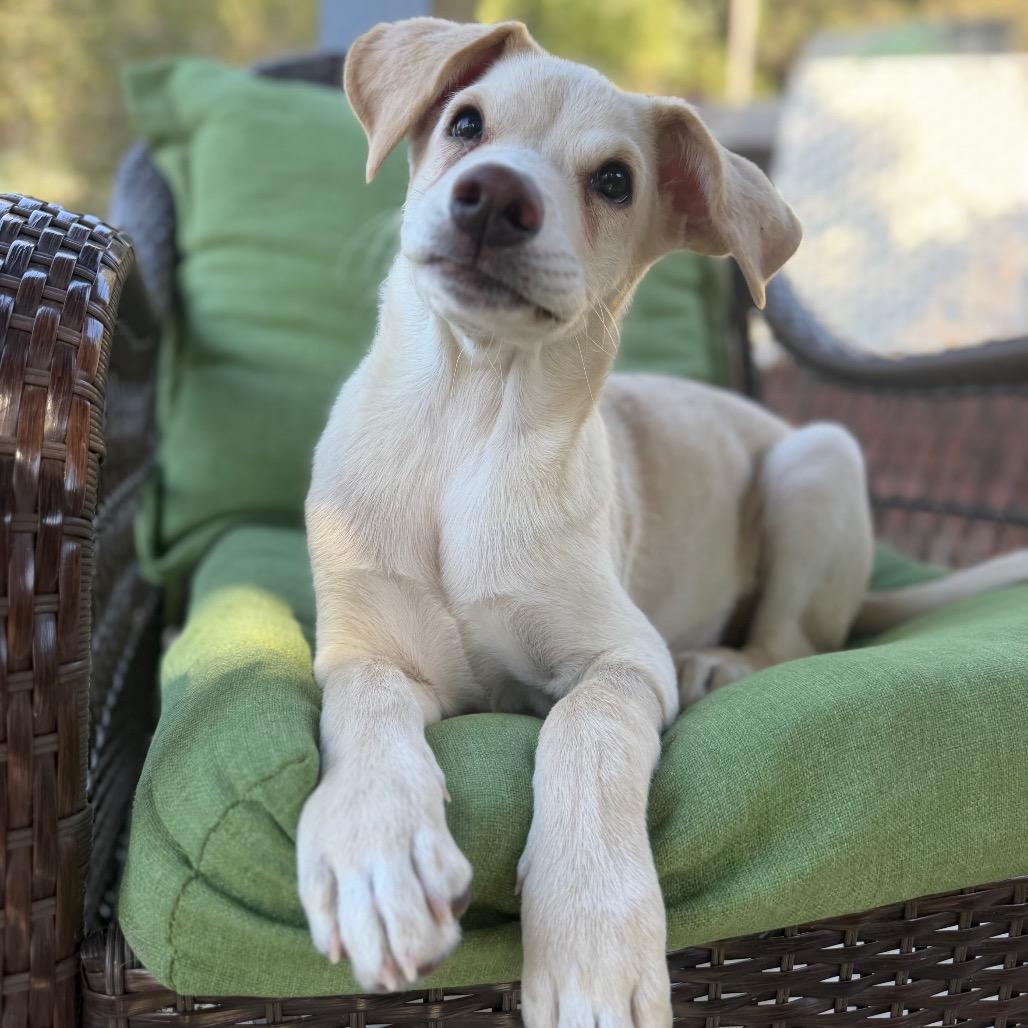 Enlarge Kylie, a Adoptable Yellow Labrador Retriever in Oceanside, CA image 3/6