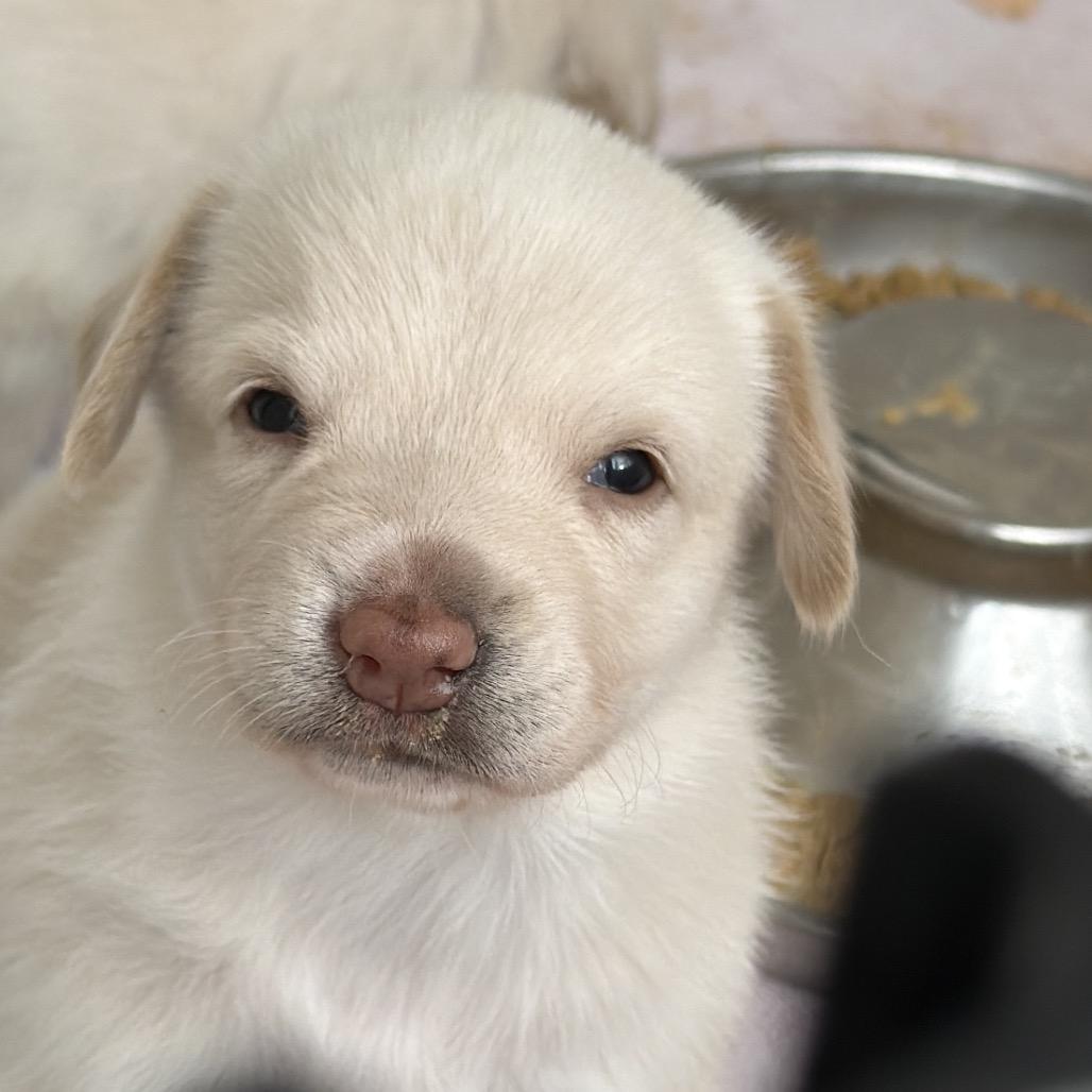 Enlarge Kylie, a Adoptable Yellow Labrador Retriever in Oceanside, CA image 5/6