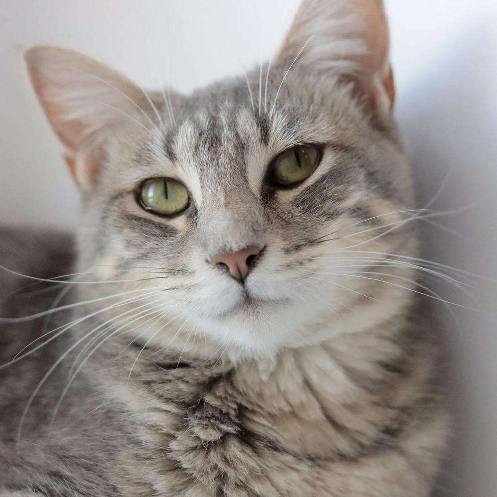 **Cat Cafe** Daffodil, Adoptable, Adult Female Domestic Short Hair.