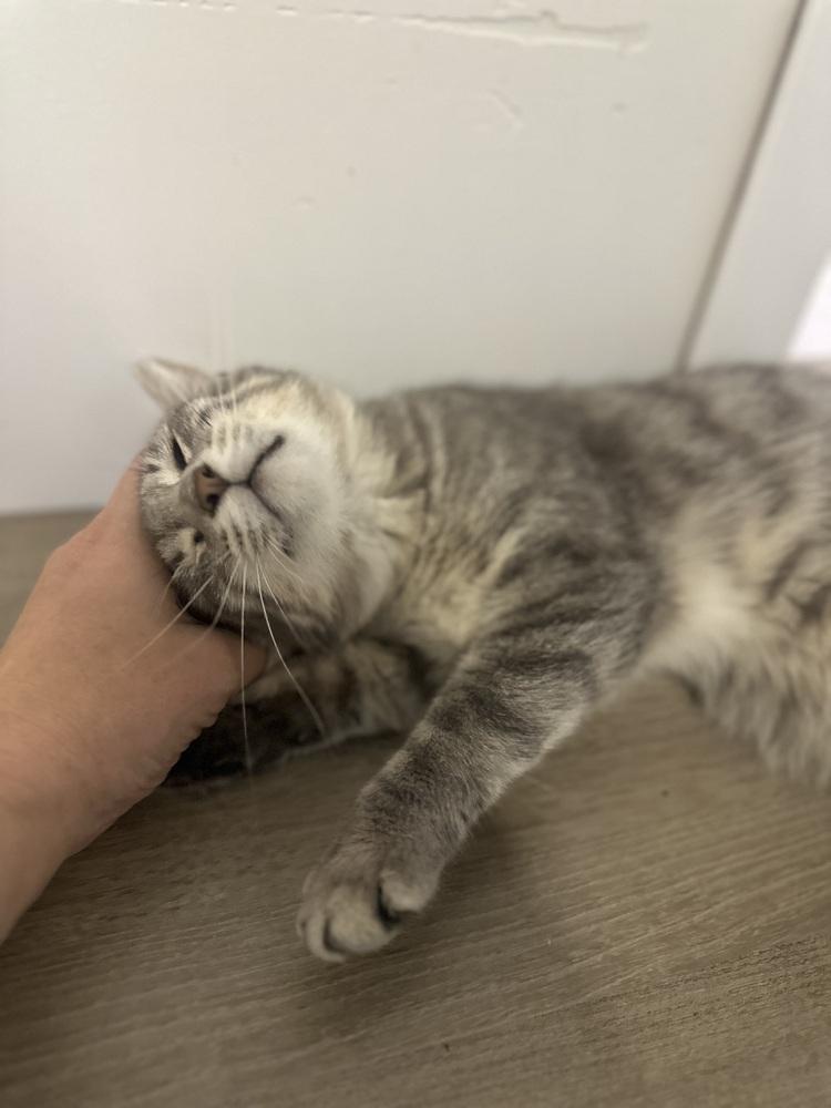 **Cat Cafe** Daffodil, a Adoptable Domestic Short Hair in Topeka, KS image 3/4