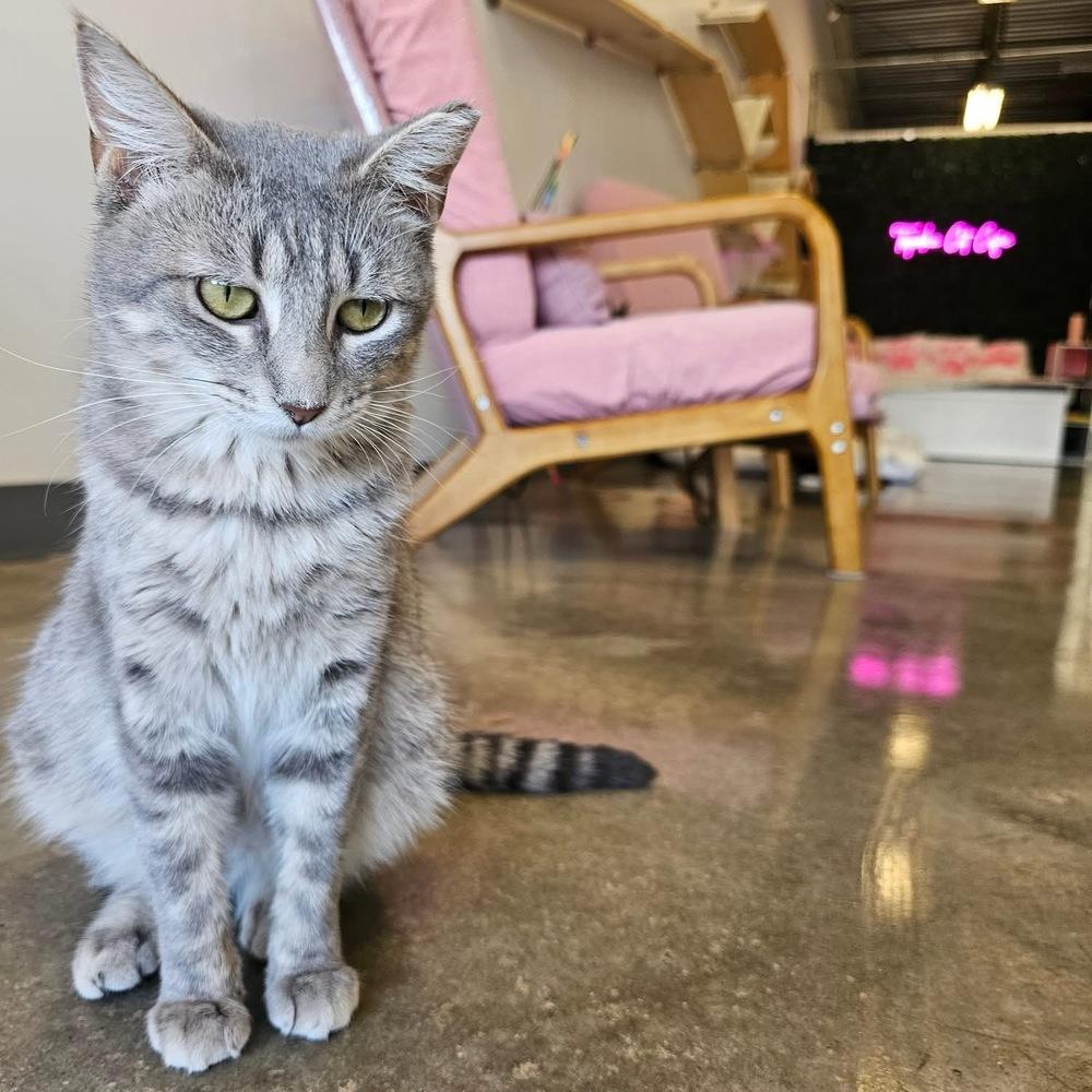 **Cat Cafe** Daffodil, a Adoptable Domestic Short Hair in Topeka, KS image 4/4