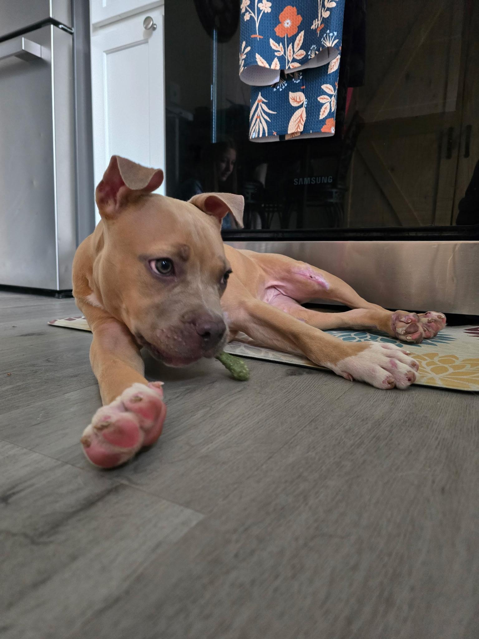 Enlarge Daisy, a ADOPTABLE mixed breed in Peekskill, NY image 2/5