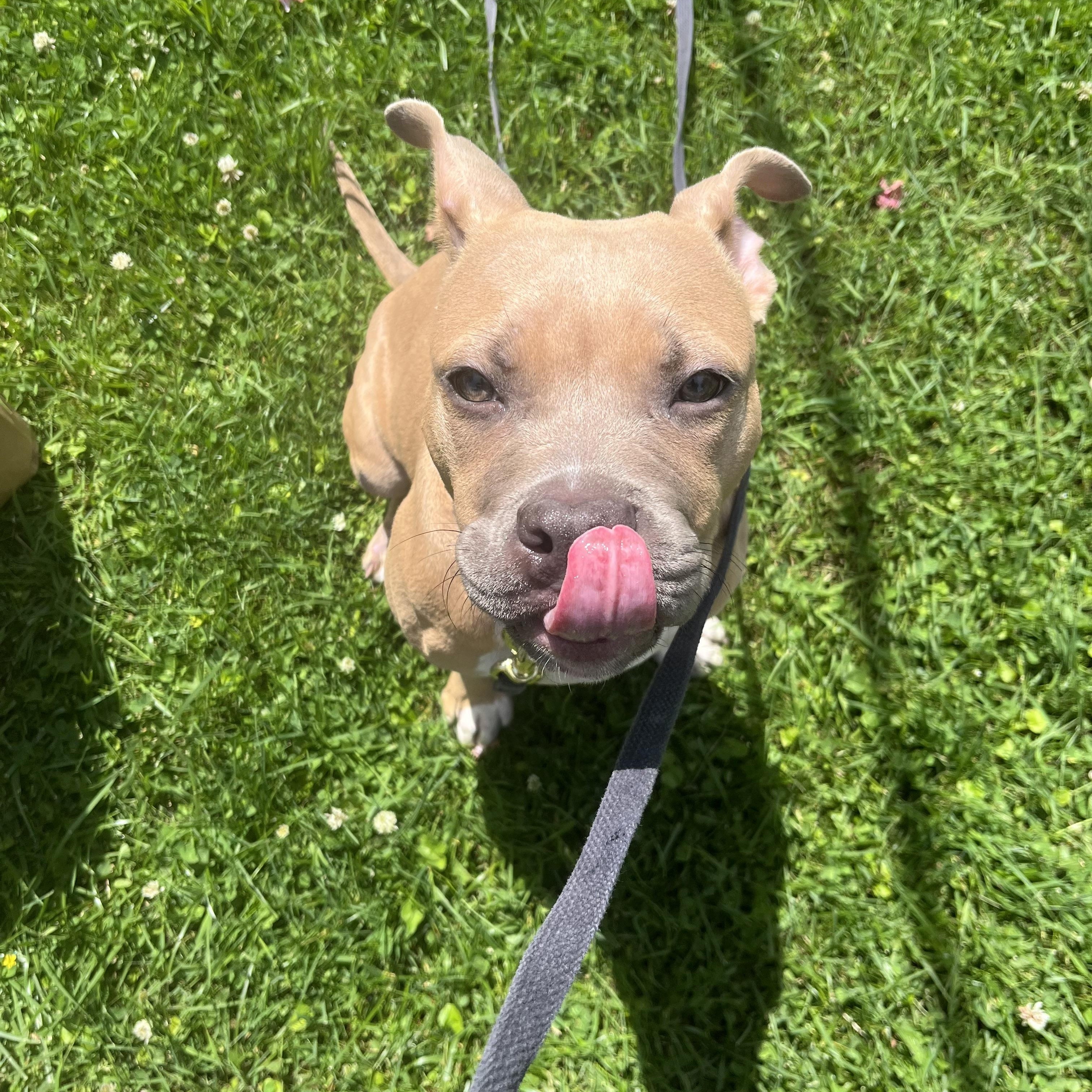 Enlarge Daisy, a ADOPTABLE mixed breed in Peekskill, NY image 4/5