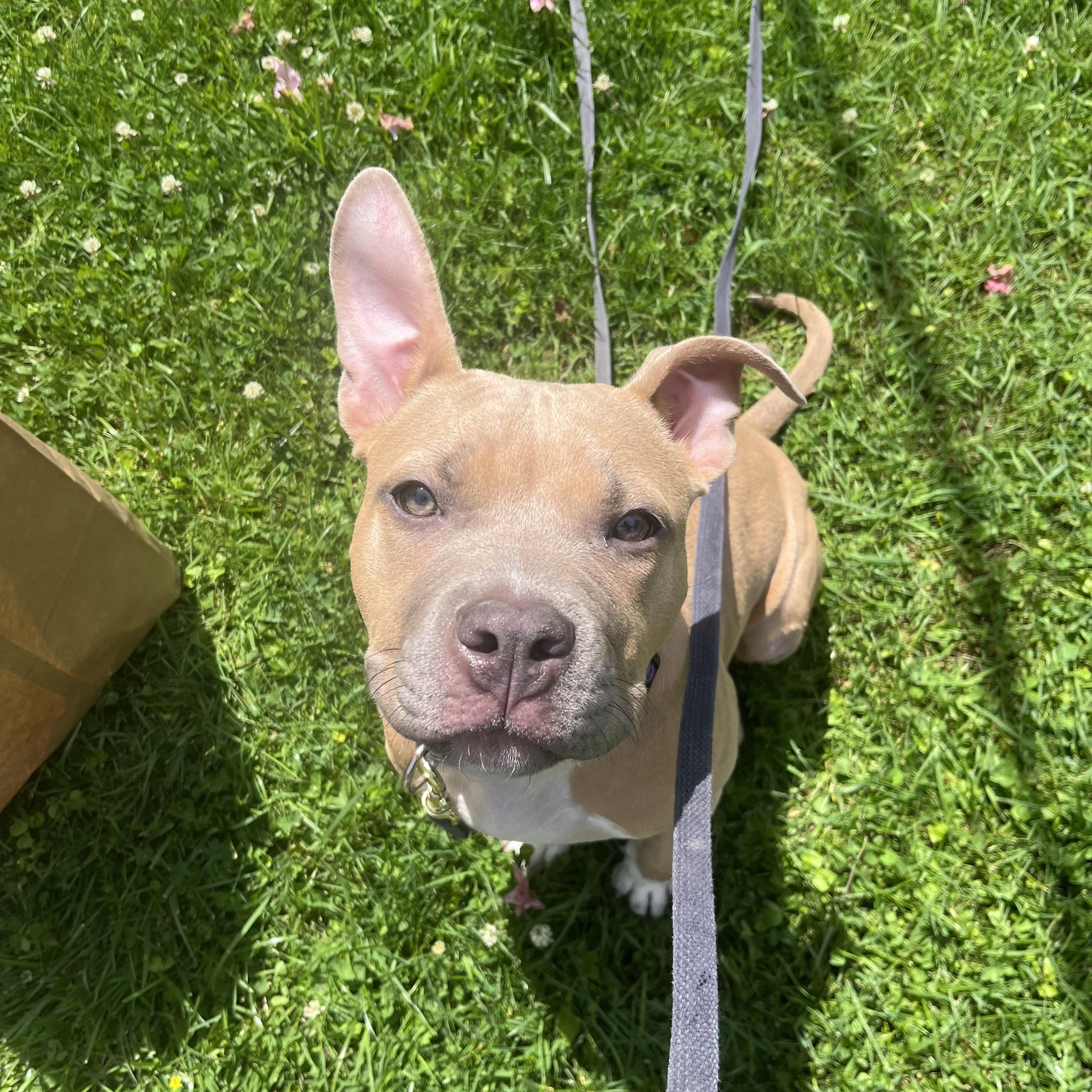 Enlarge Daisy, a ADOPTABLE mixed breed in Peekskill, NY image 1/5