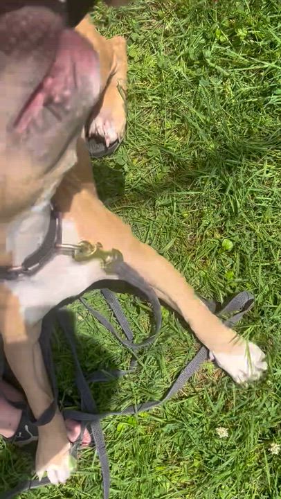 Enlarge Daisy, a ADOPTABLE mixed breed in Peekskill, NY video 5/5