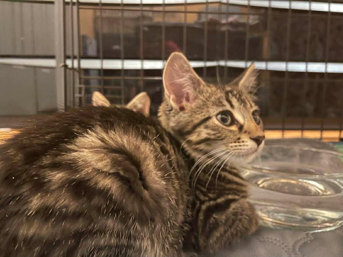 Ozzie, an adoptable mixed breed in Chicago, IL image 5/5