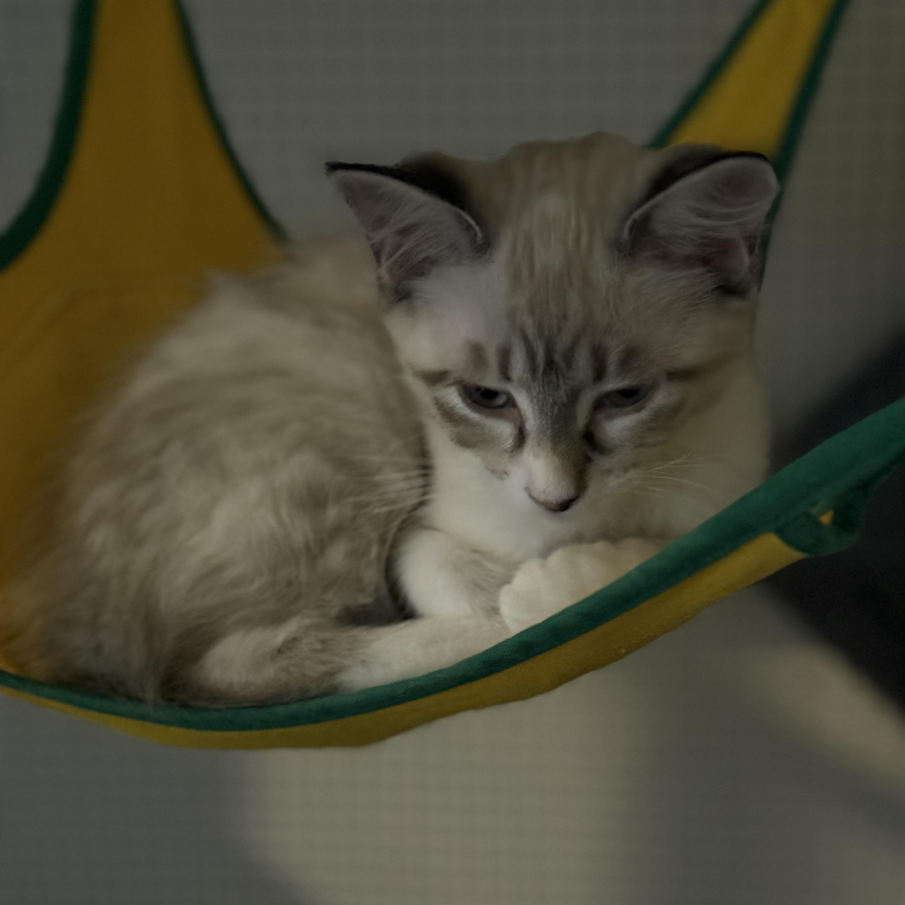 Rose (bonded to Drew)