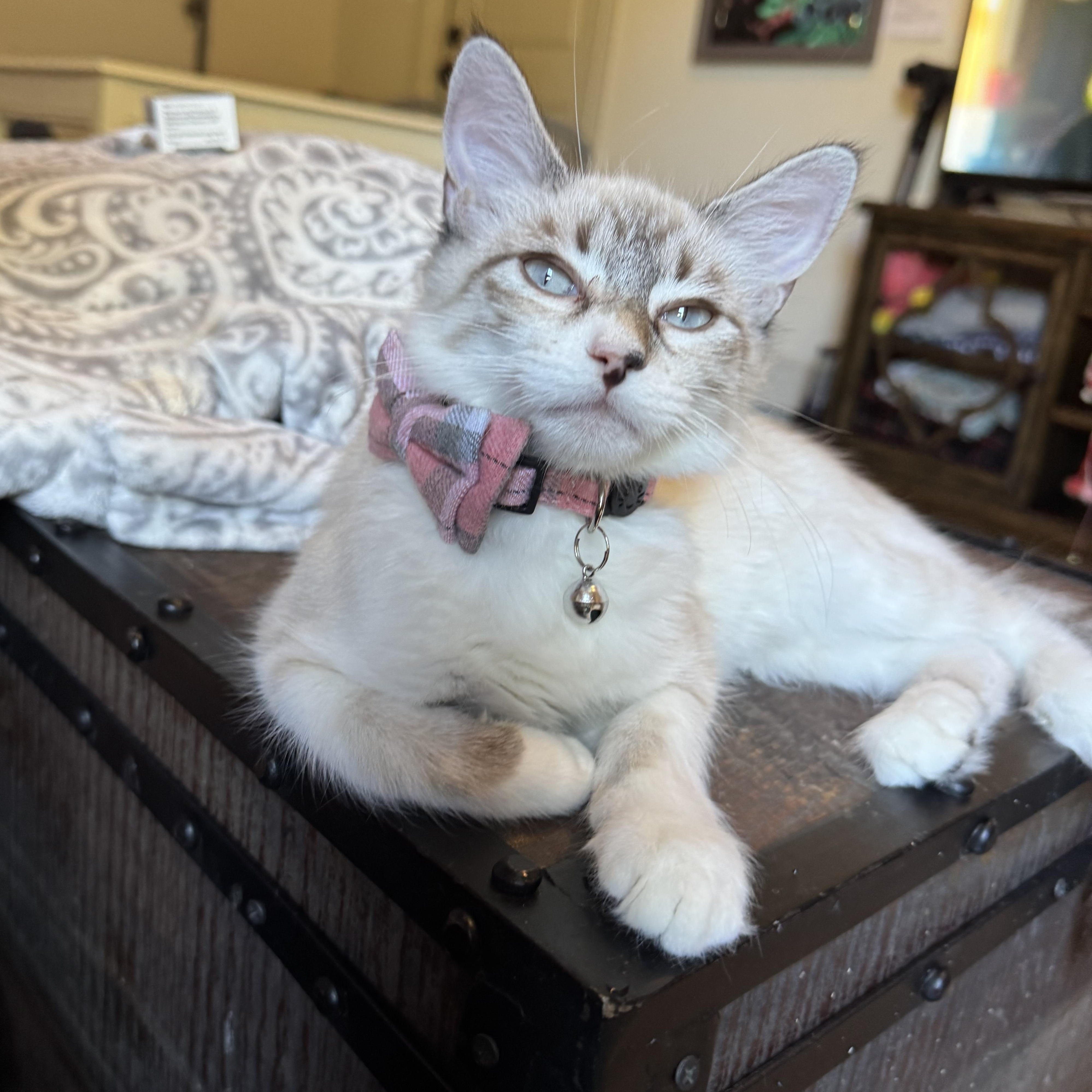 Rose (bonded to Drew)