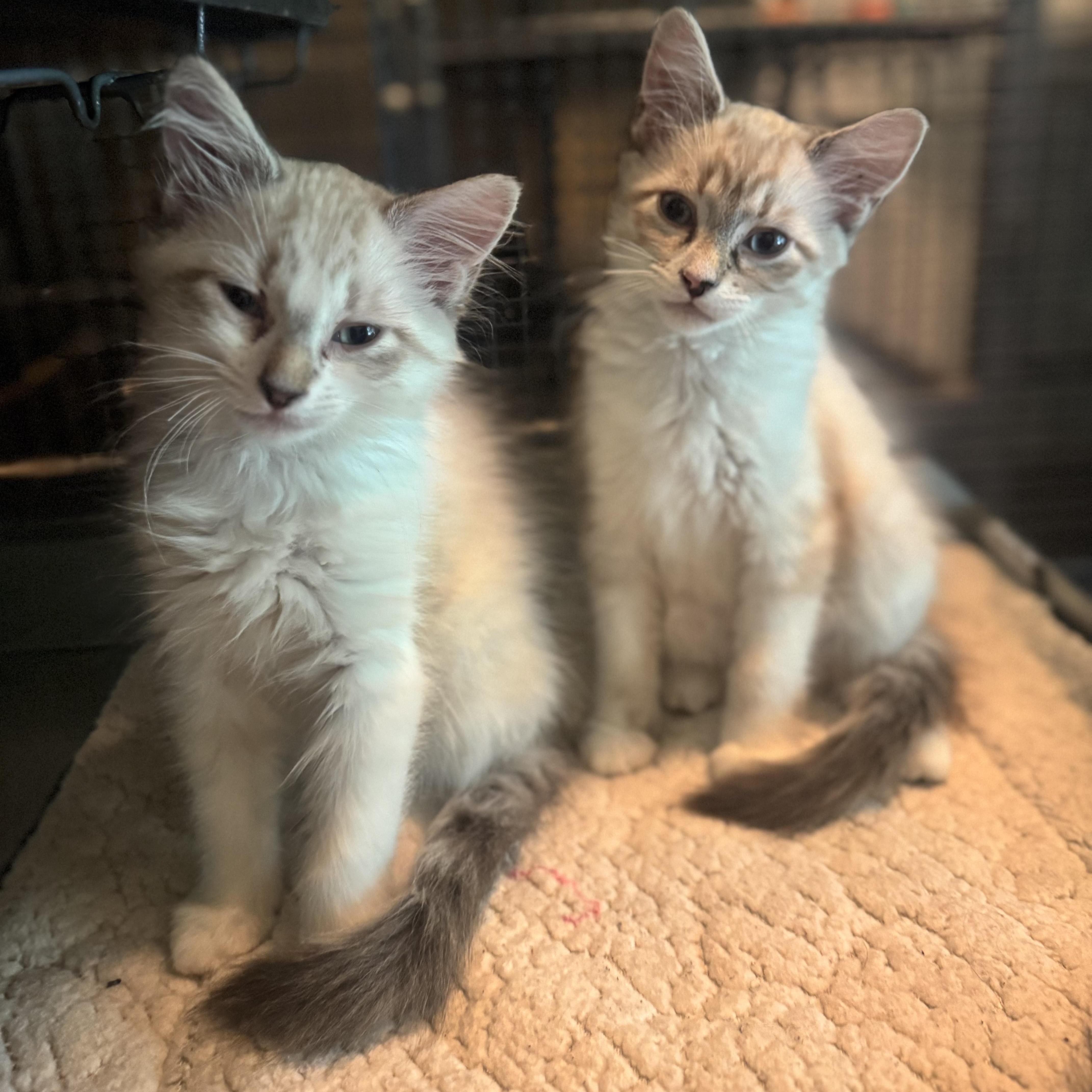Rose (bonded to Drew)