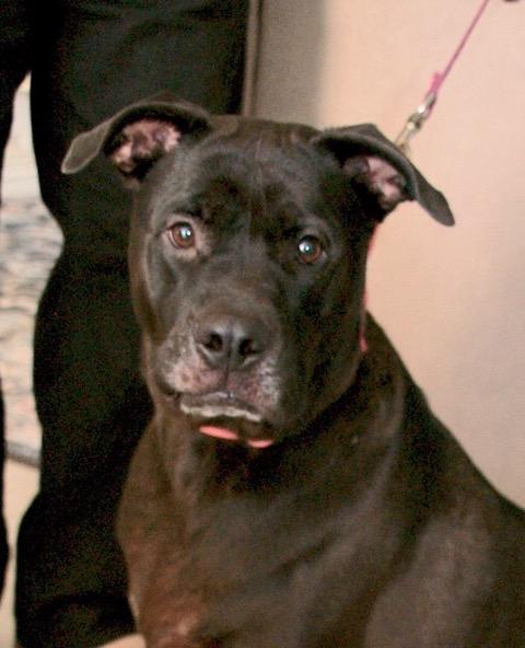 Enlarge Max, an adoptable mixed breed in Englewood, FL image 5/6