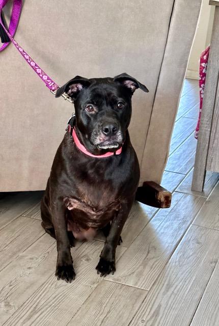 Enlarge Max, an adoptable mixed breed in Englewood, FL image 1/6