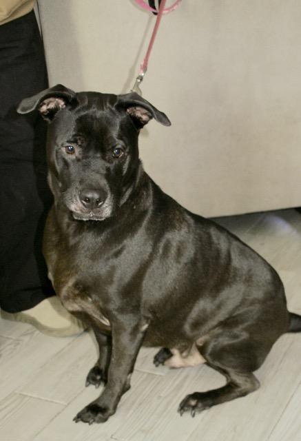 Enlarge Max, an adoptable mixed breed in Englewood, FL image 6/6